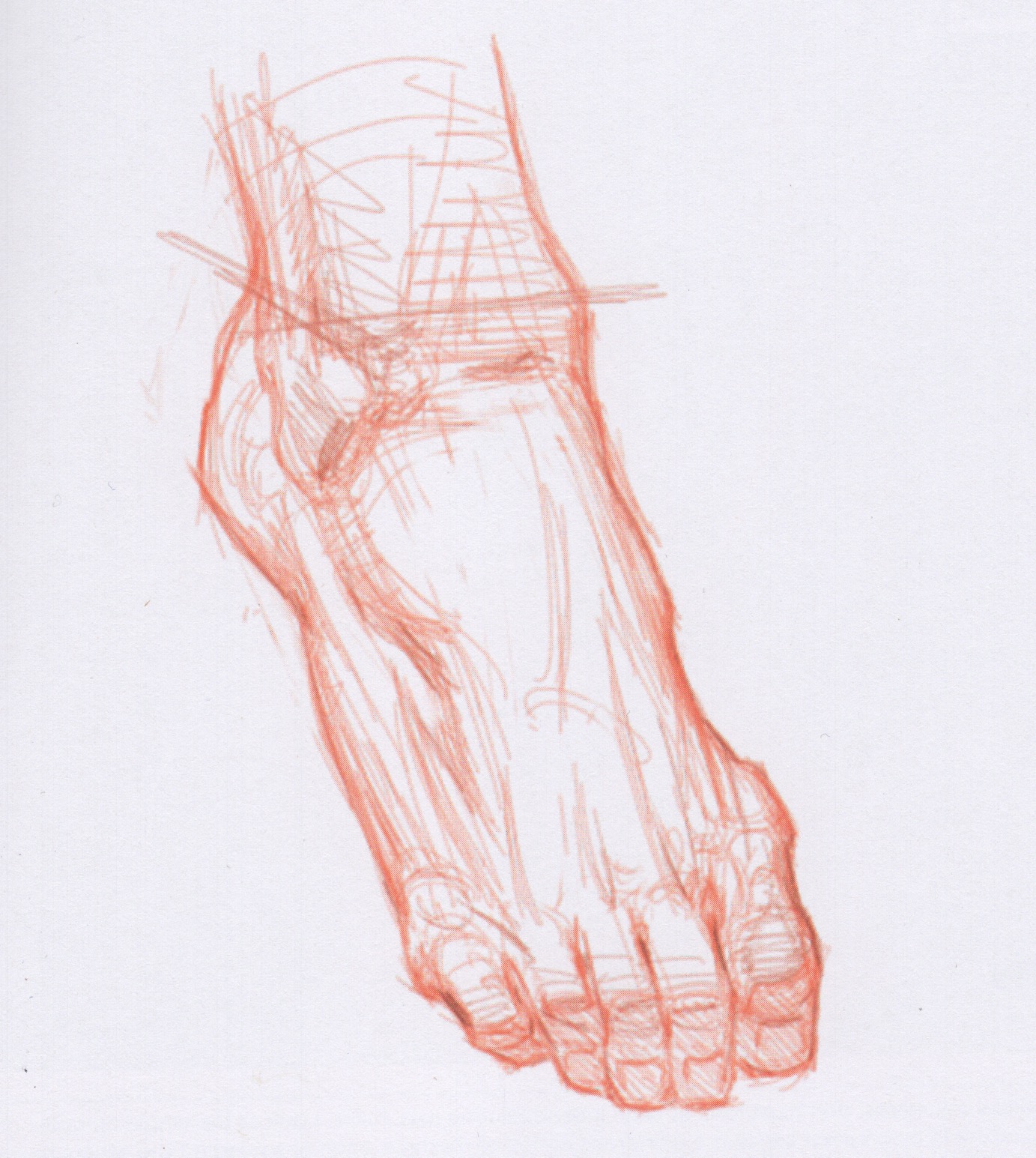 art anatomy for beginners by steve huston
