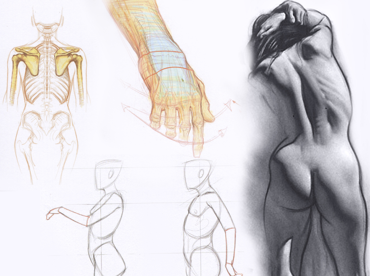 Skeletal Figure Drawing Workshop with Steve Huston