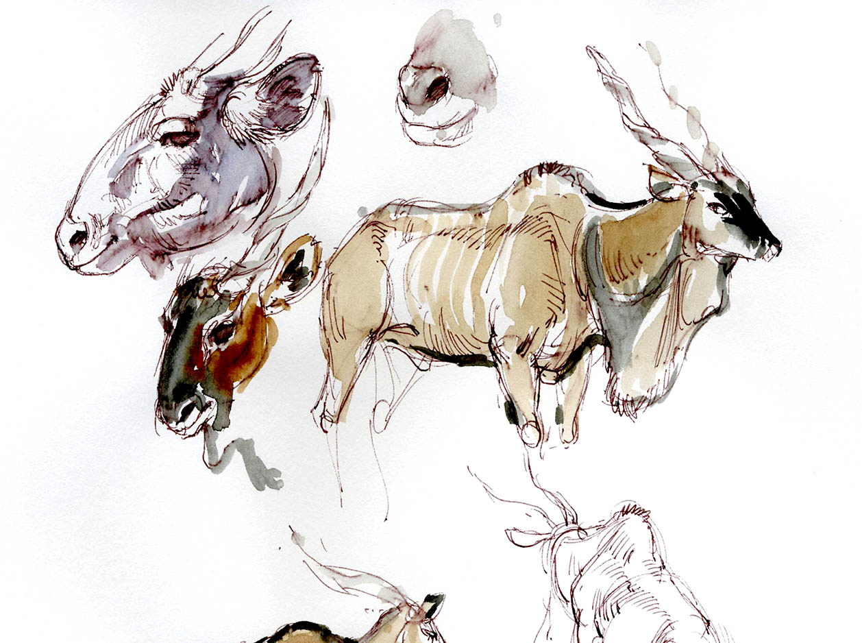 Animal Drawing with Glenn Vilppu Spring 2017 — Art MentorsArt Mentors Animal Drawing with Glenn Vilppu Spring 2017 — Art MentorsArt Mentors