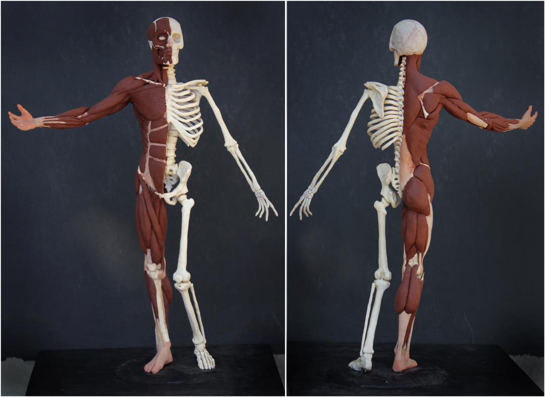 L’Ecorché: Learn Anatomy in 3D with Rey Bustos (ONLINE) | Art