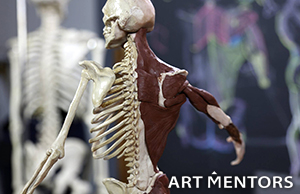 Anatomy Bootcamp A: Écorché with Rey Bustos — Art Mentors